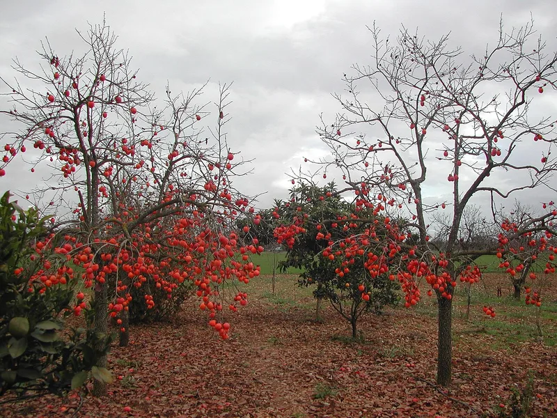 Kaki — Diospyros kaki