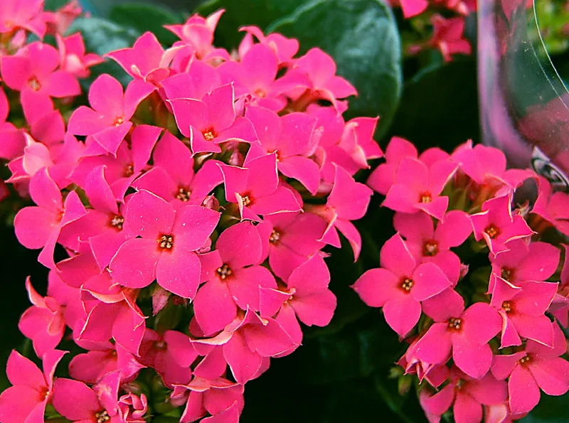 Kalanchoé — Kalanchoe blossfeldiana