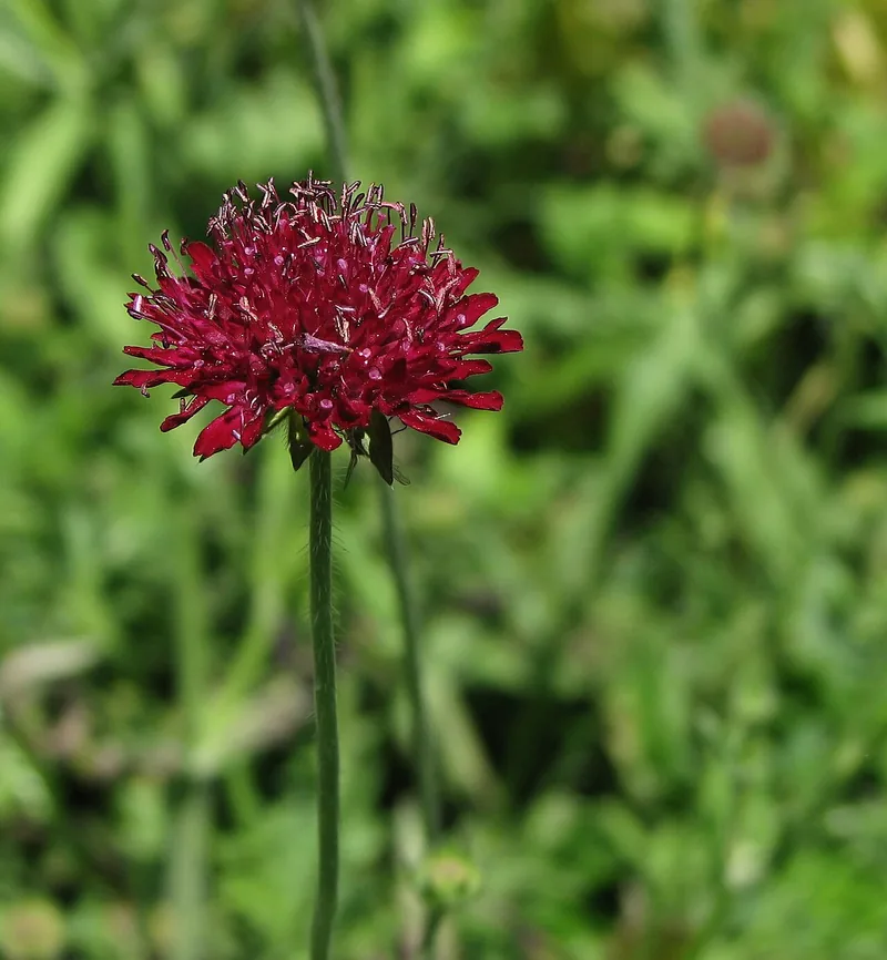 Knautie — Knautia macedonica