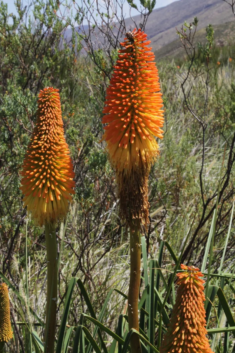 Tison de Satan — Kniphofia uvaria