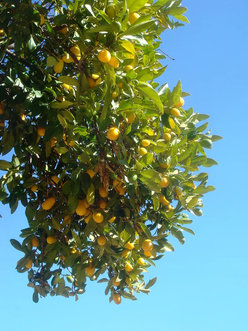 Kumquat — Citrus japonica