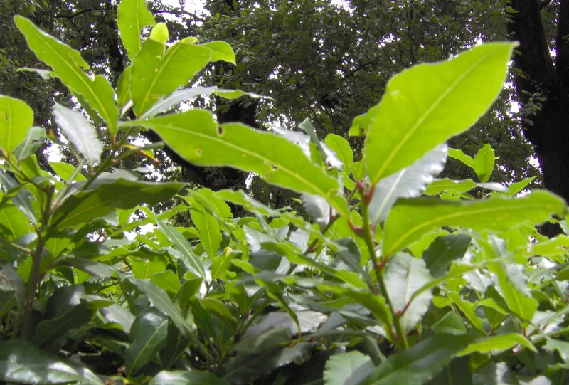 Laurier-sauce — Laurus nobilis