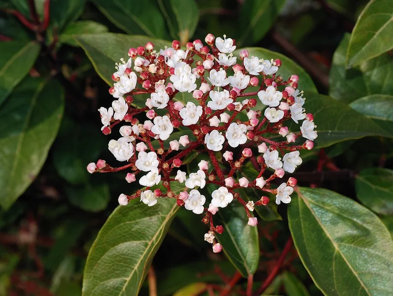 Laurier-tin — Viburnum tinus
