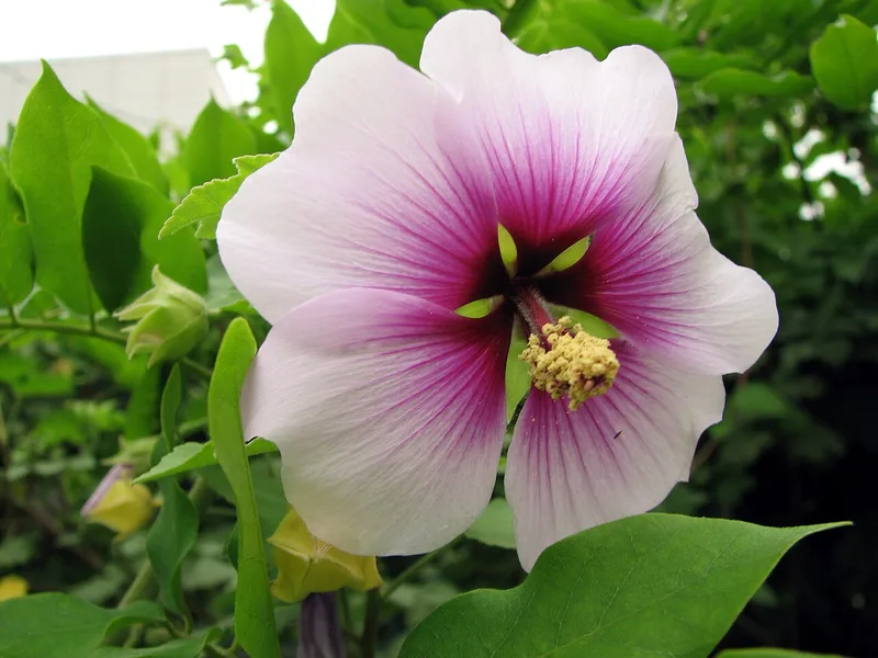 Lavatère arbustive — Lavatera × clementii