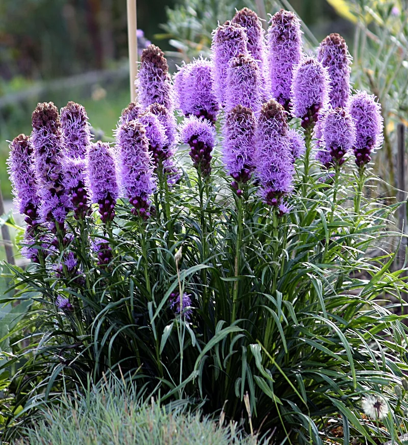 Liatris — Liatris spicata