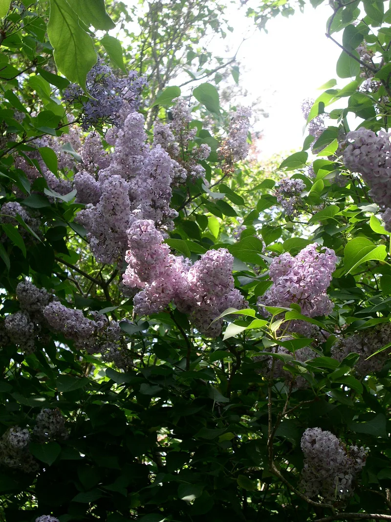 Lilas — Syringa vulgaris
