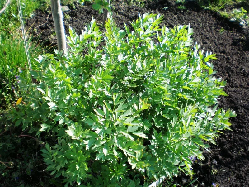 Livèche (Levisticum officinale)