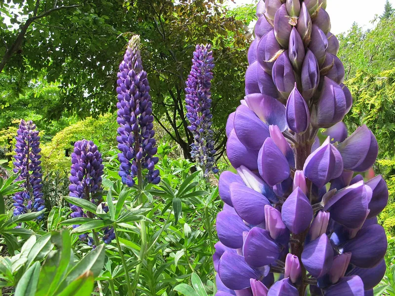 Lupin — Lupinus polyphyllus