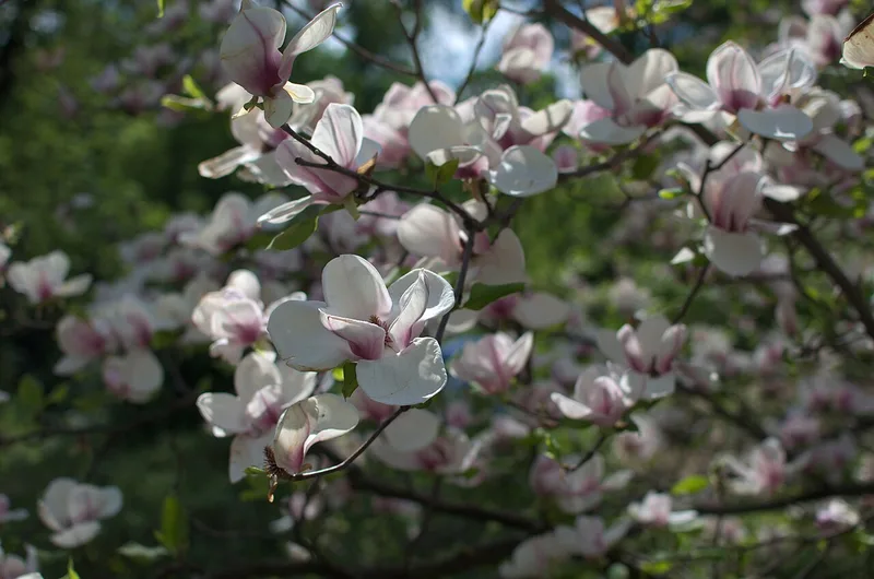 Magnolia — Magnolia × soulangeana
