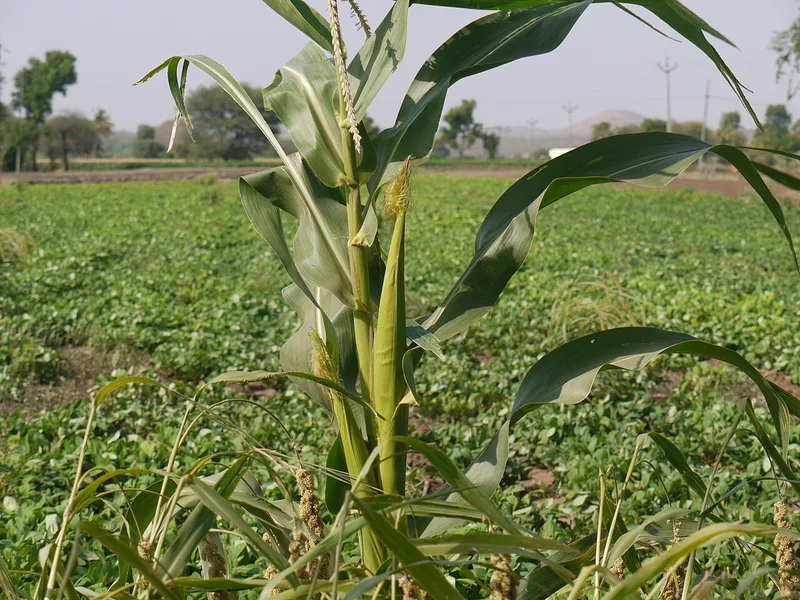 Maïs doux — Zea mays var. saccharata