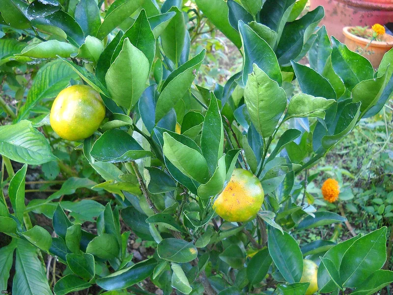 Mandarinier — Citrus reticulata