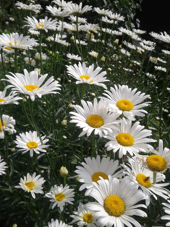 Grande marguerite — Leucanthemum × superbum