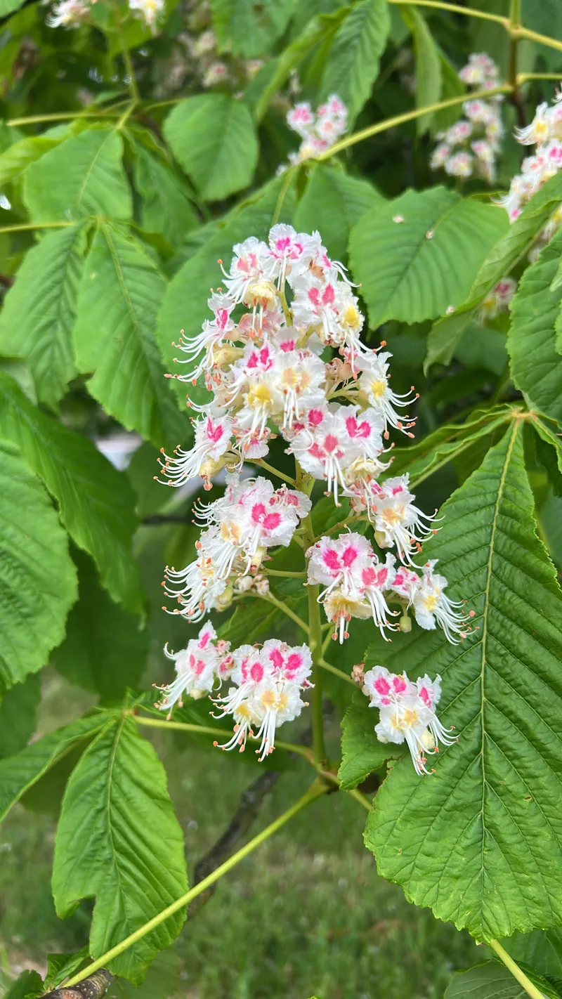 Marronnier — Aesculus hippocastanum