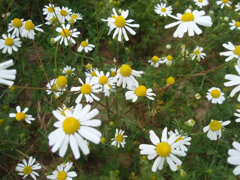 Camomille allemande — Matricaria recutita