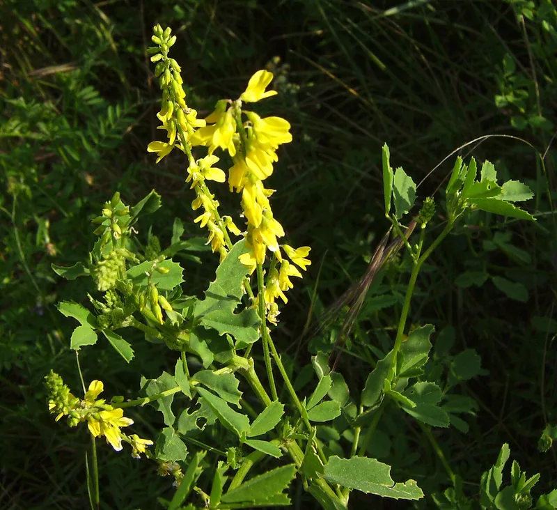 Mélilot — Melilotus officinalis