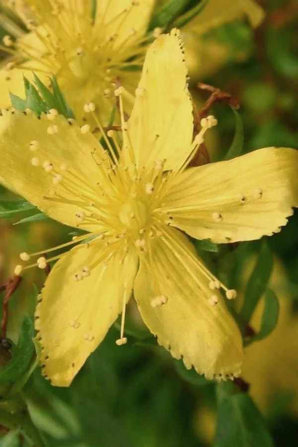 Millepertuis — Hypericum 'Hidcote'