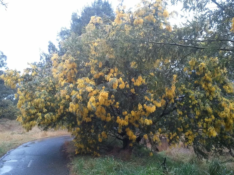 Mimosa — Acacia dealbata