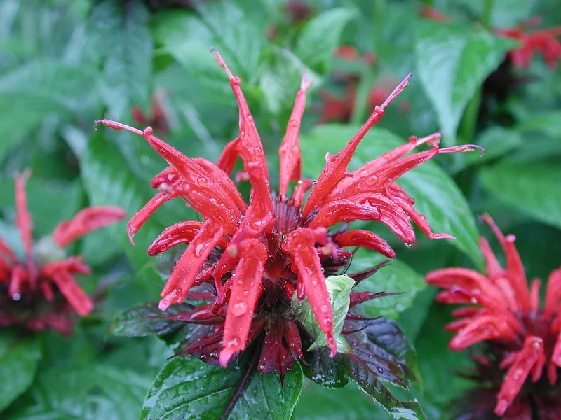 Monarde — Monarda didyma