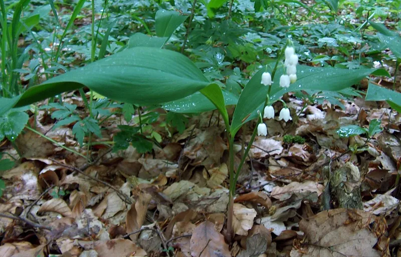 Muguet — Convallaria majalis