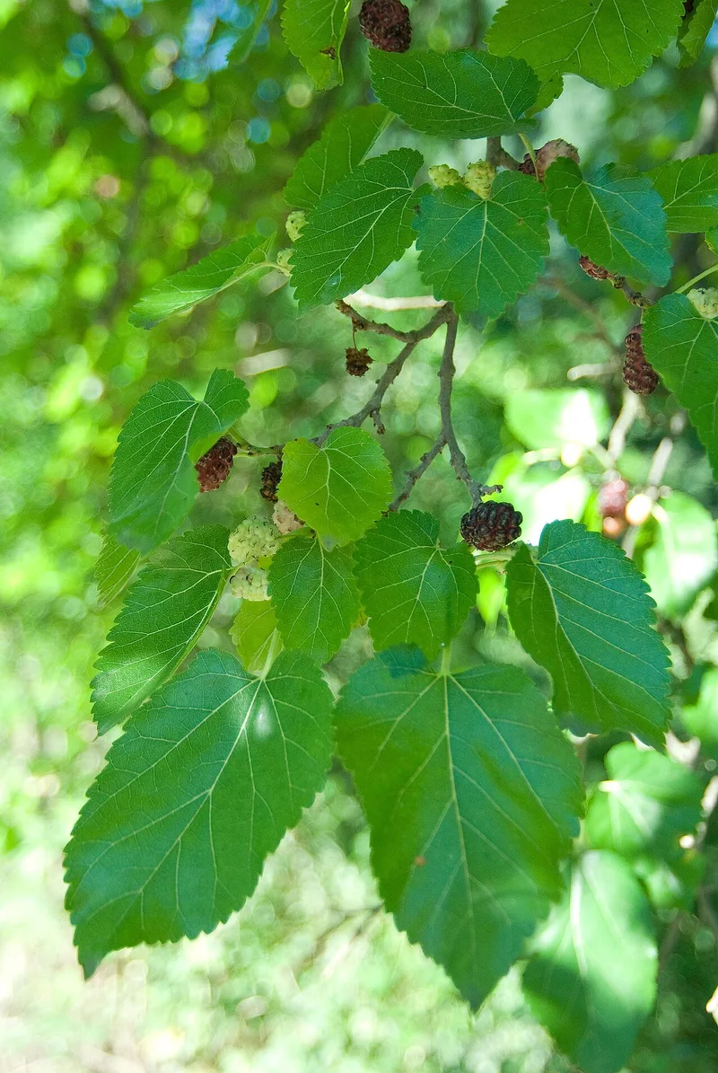 Mûrier noir — Morus nigra