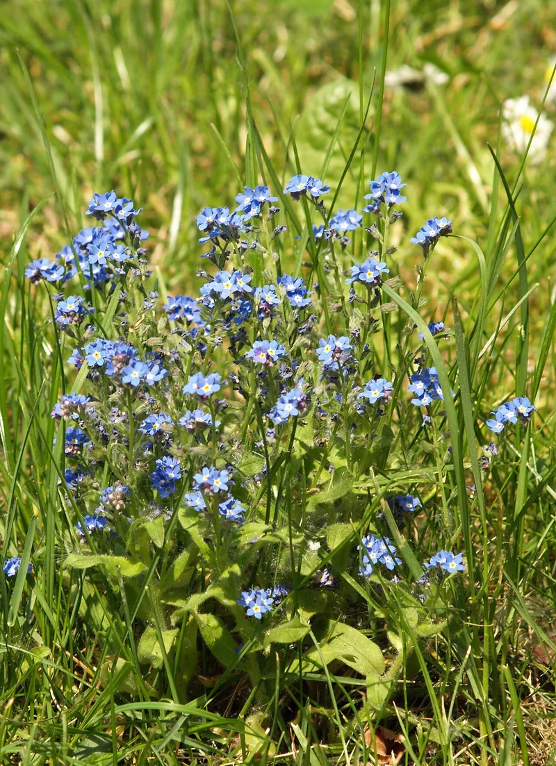 Myosotis — Myosotis sylvatica