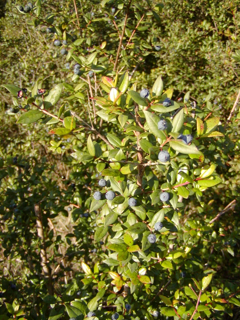 Myrte commun — Myrtus communis