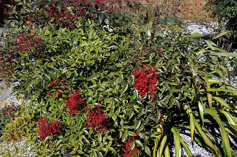 Bambou sacré — Nandina domestica
