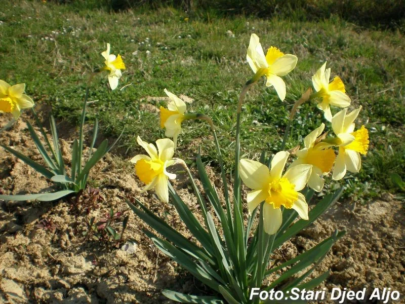 Narcisse — Narcissus