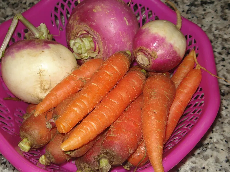 Navet (Brassica rapa subsp. rapa)