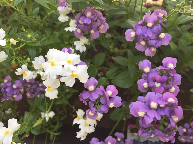 Némésie — Nemesia strumosa