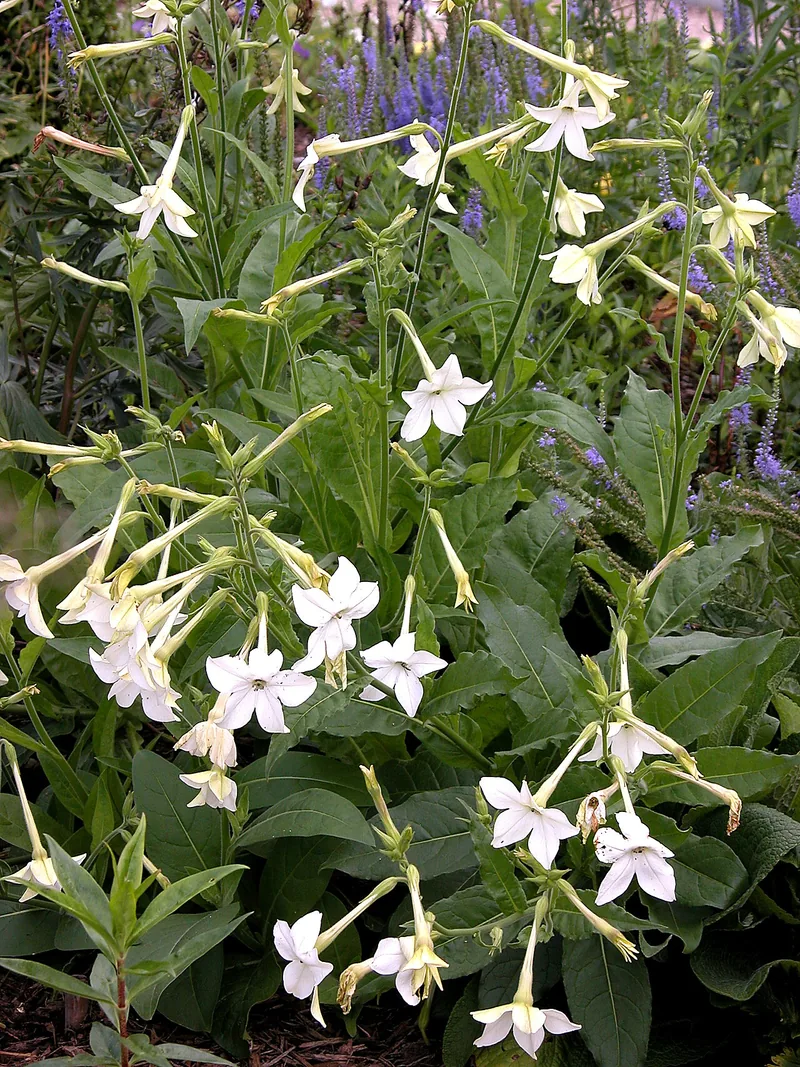 Nicotiane — Nicotiana alata