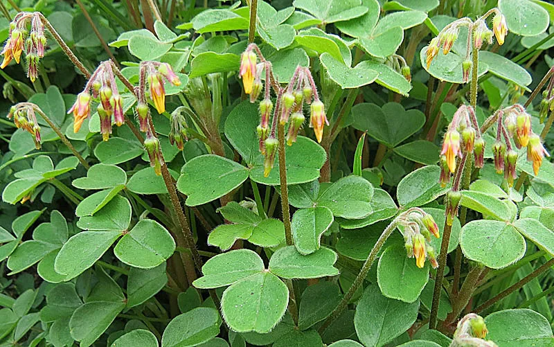 Oca du Pérou — Oxalis tuberosa