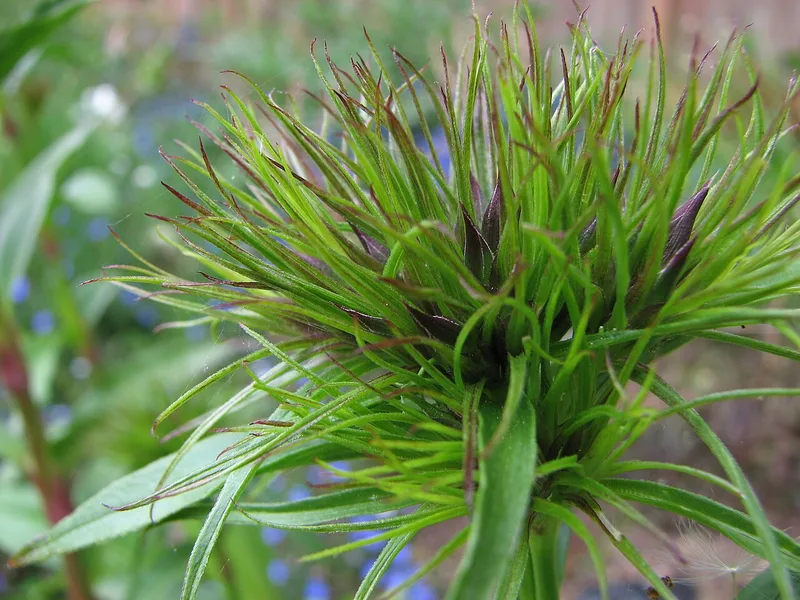 Œillet de poète — Dianthus barbatus