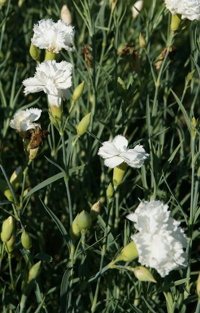 Œillet des fleuristes — Dianthus caryophyllus