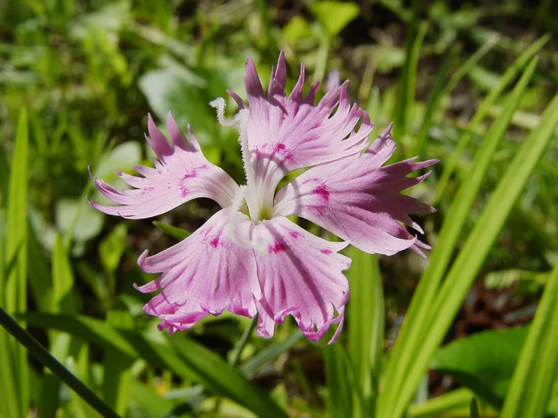 Œillet mignardise — Dianthus plumarius