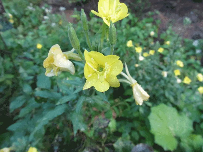 Onagre — Oenothera biennis