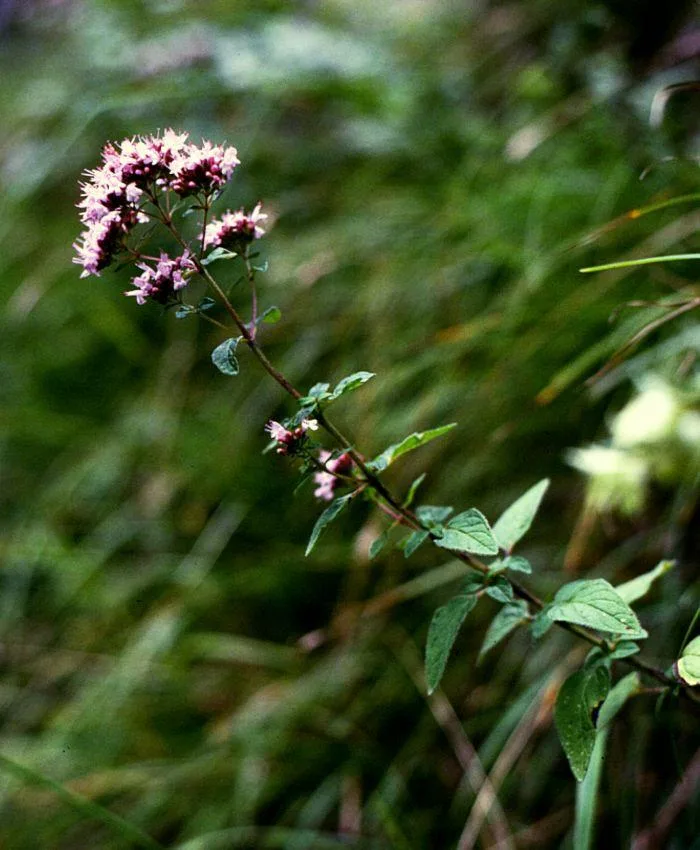 Origan — Origanum vulgare