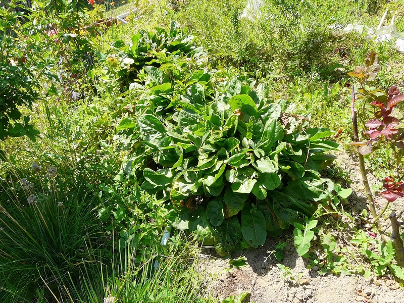 Oseille — Rumex acetosa