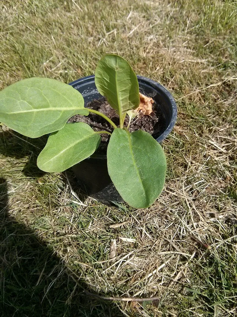 Oseille-épinard — Rumex patientia