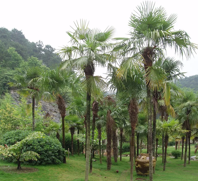 Palmier de Chine — Trachycarpus fortunei