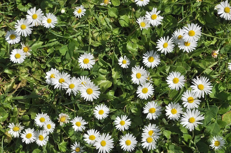 Pâquerette — Bellis perennis