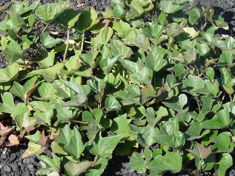 Patate douce — Ipomoea batatas