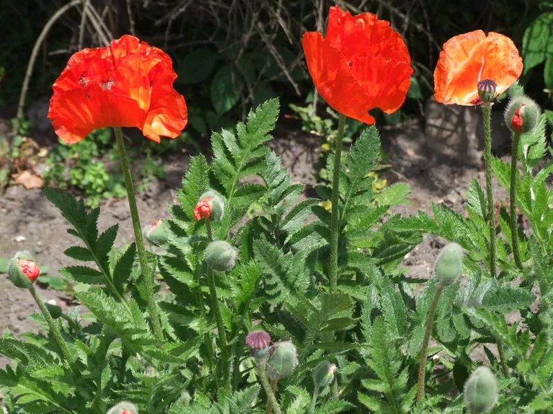 Pavot d'Orient — Papaver orientale