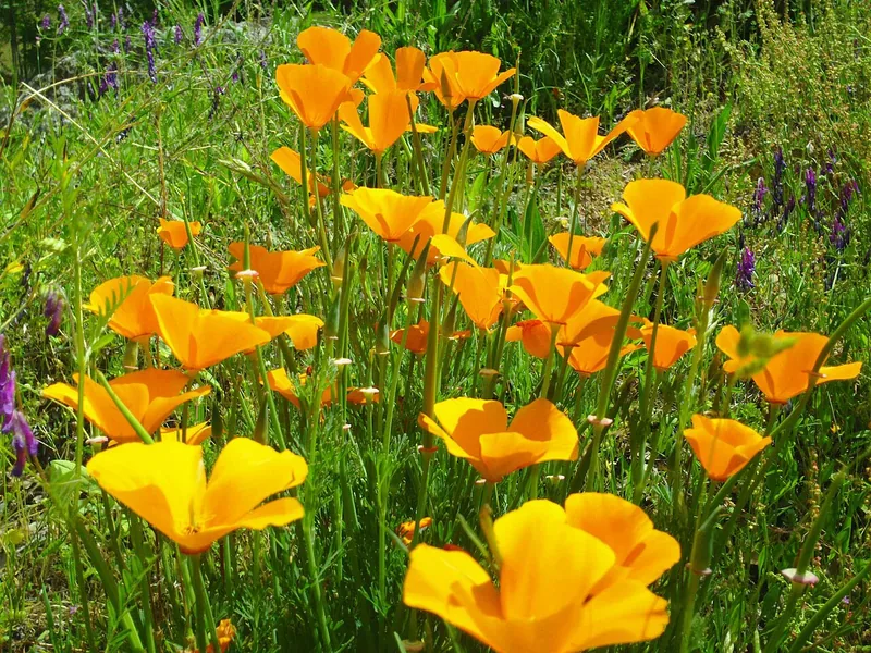 Pavot de Californie — Eschscholzia californica