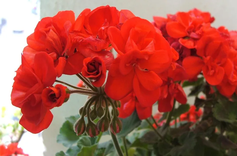Géranium des balcons — Pelargonium × hortorum