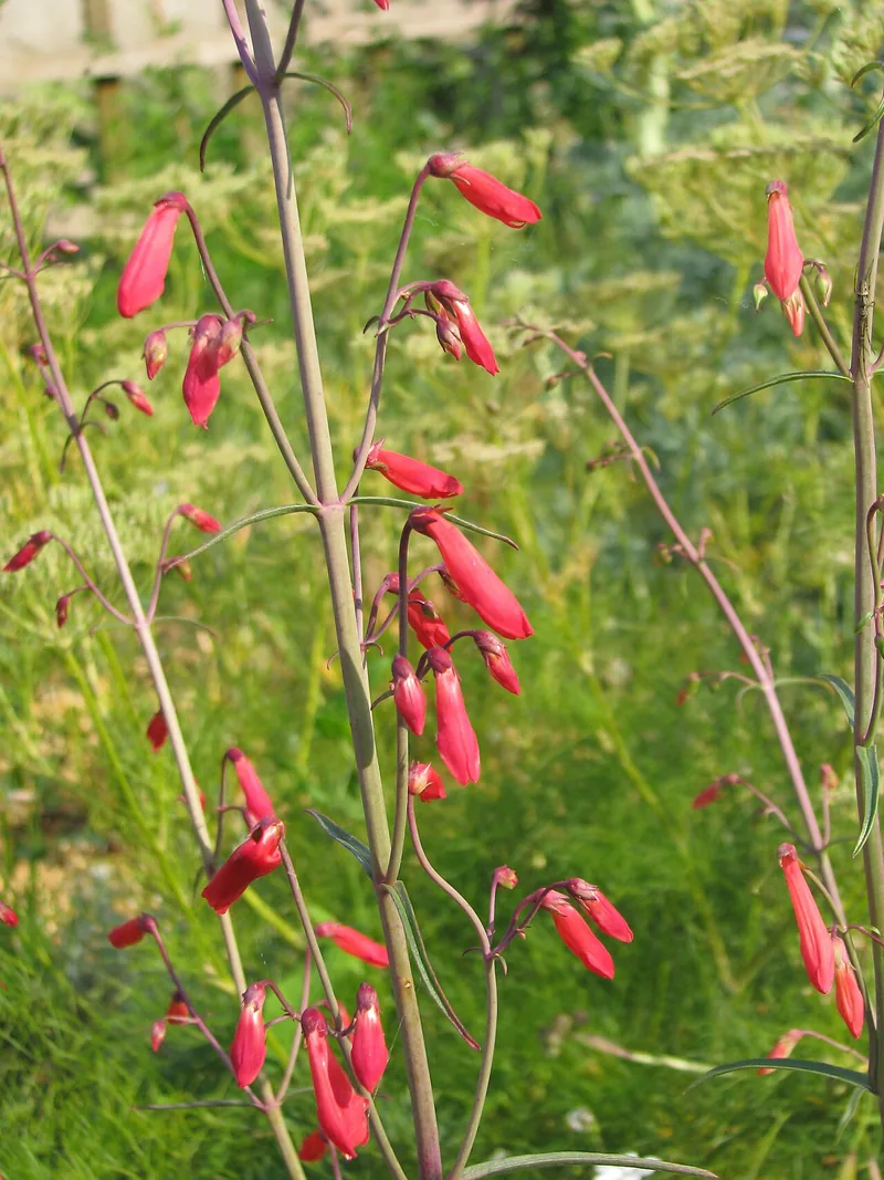 Penstémon — Penstemon barbatus