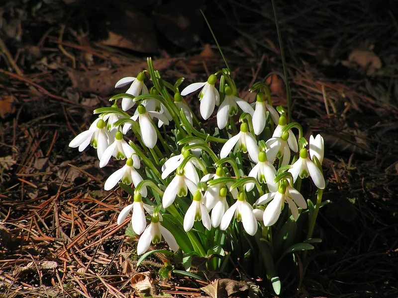 Perce-neige — Galanthus nivalis