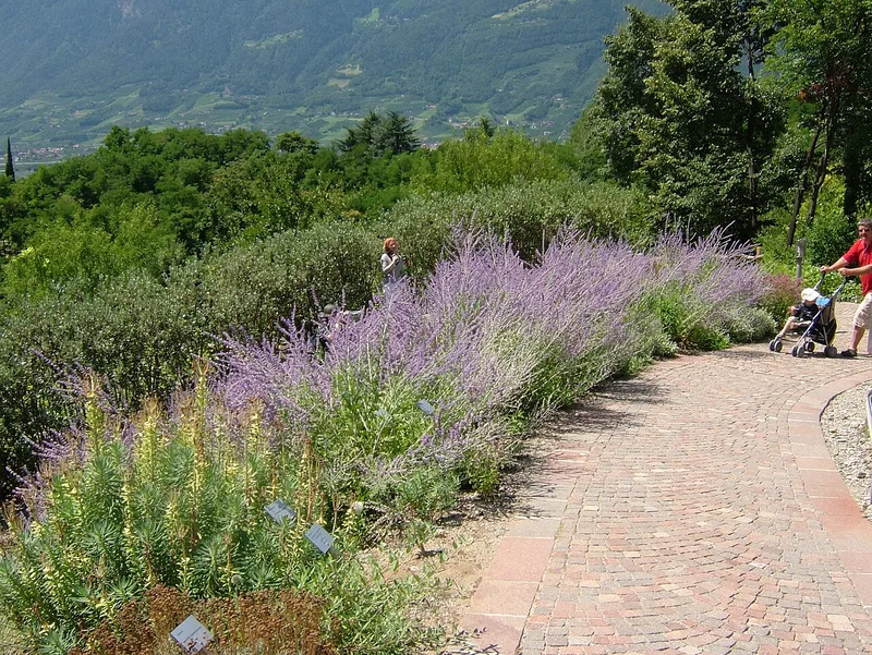 Sauge de Russie — Salvia yangii