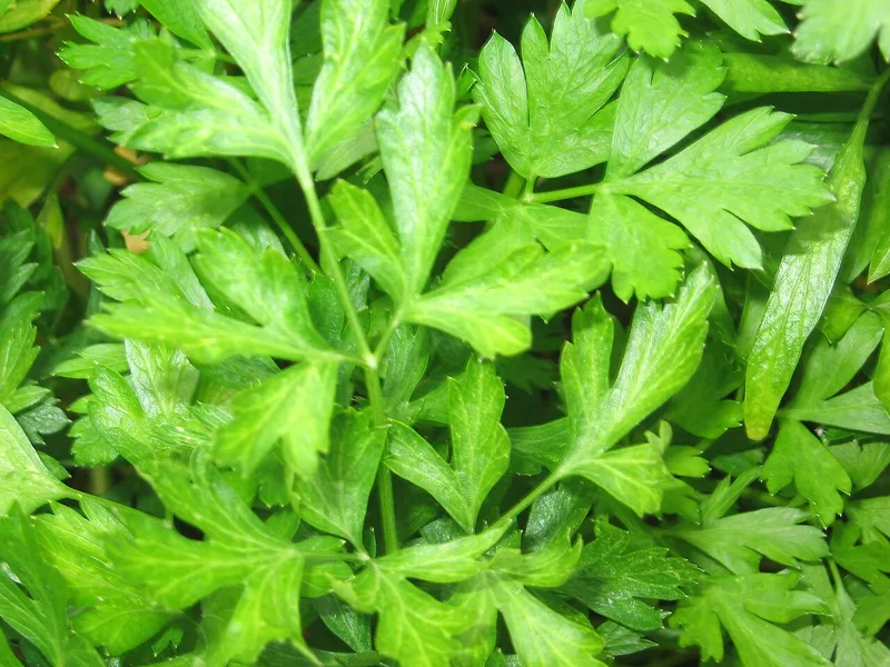 Persil — Petroselinum crispum