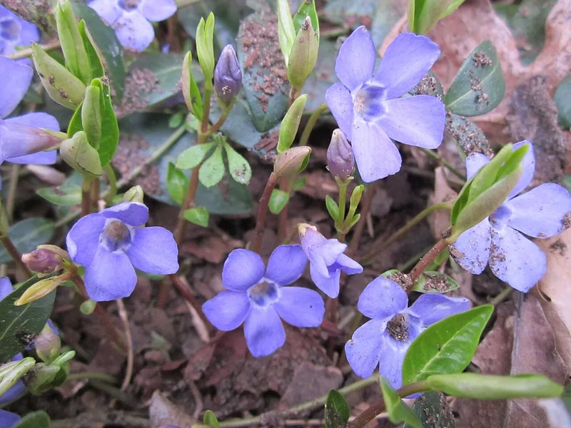 Pervenche — Vinca minor
